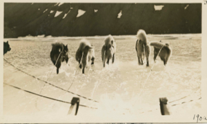 Image of Dog team travelling in water on ice